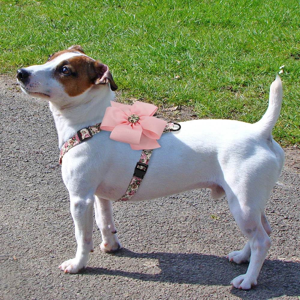 Cute Small Animal Harnesses