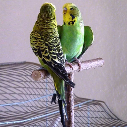 T-shaped Secure Bird Perch